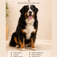 Kit de aventura  XL  perros grandes