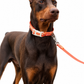 Collar para Mascotas LAROO 🐶🐱 – Antifluido (Resistente al agua)