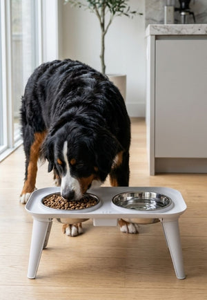 Comedero Elevado Doble para Perros y Gatos con Platos en Acero Inoxidable
