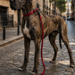 Correa Elástica Anti tirones para Perro con Collar Ajustable