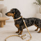 Set Correa y Collar Ajustable para Perro Estampado Premium