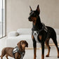 Pechera Reflectivo Ajustable para Perro con Broches de Seguridad y Acolchado Cómodo