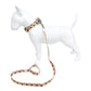 Set Correa y Collar Ajustable para Perro Estampado Premium