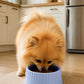Plato Comedero Slow Feeder para Perros y Gatos Anti ansiedad