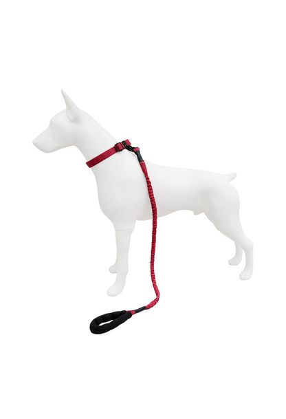 Correa Elástica Anti tirones para Perro con Collar Ajustable