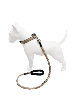Correa Elástica Anti tirones para Perro con Collar Ajustable