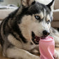Juguete masticable para mascota